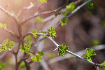 Close-up view of young leaves of black currant on blurred background