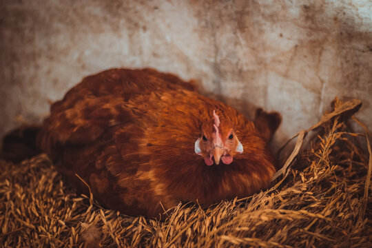 fotos del campo, granja, animales, patos, gallinas