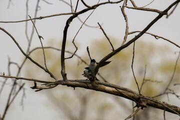 A pair of mating tree swallows perched on a nesting box singing to each other.