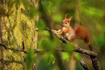 A cute young red European squirrel with fluffy tail sitting on a branch surrounded by green leaves and trees. Sunny spring day in the forest.