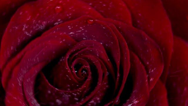 Red rose with water drops rotating on black  background. Macro drips, drips of water on flower