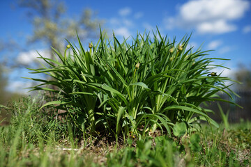 Obraz premium Green garden plant with unopened flowers