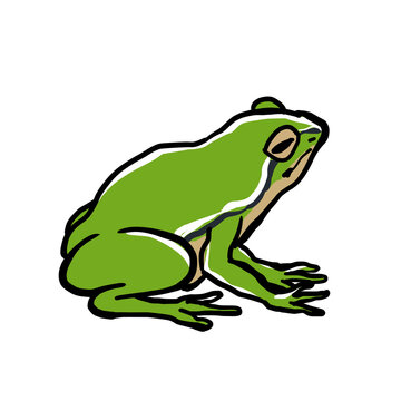 Simple And Realistic Frog Illustration