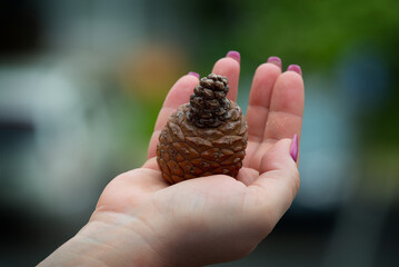 pine cone in hand nature fall