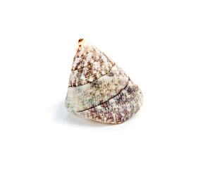 shell isolated on a white background