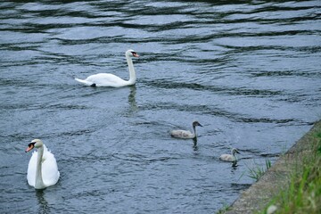 湖に住む白鳥の親子