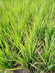 Rice is one of the most important cultivated plants in civilization. Although mainly refers to cultivated plant types, rice is also used to refer to several types of the same clan (genus),
