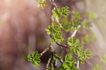 Fresh new green buds on currant branches at springtime garden background