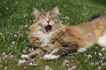Naklejka na ściany i meble cat yawning in the grass
