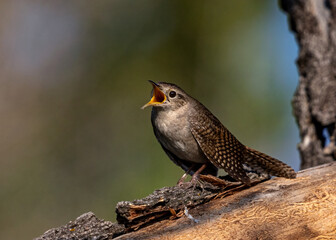 House Wren in a tree calling for a mate