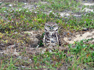 Burrowing Owls at Their Burrow