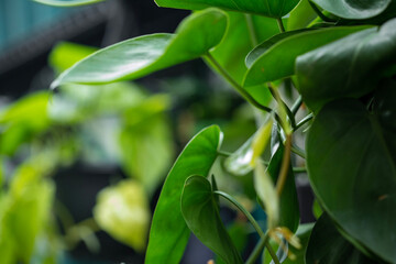 green leaves in the garden