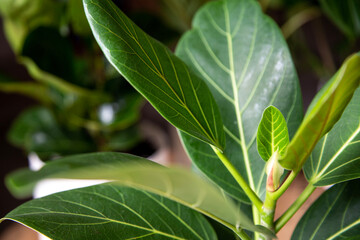 green leaves in the garden