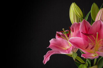 Close Up of Pink Lilies against a Dark Background with Copy Space