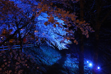 ライトアップされた夜桜