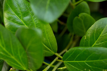 green leaf background