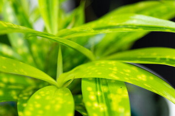 Fototapeta na wymiar green leaf with drops
