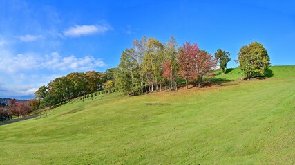 青空バックに富良野の公園で見た晩秋の紅葉情景＠北海道