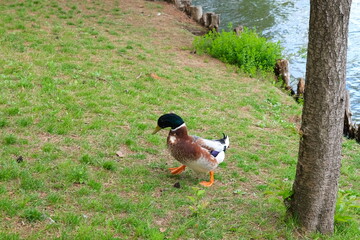 高松ノ池のカモ