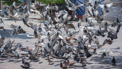 Obraz premium Frenesi Palomas, Tizapan, Jalisco, México
