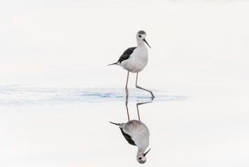 Black-winged stilts standing in still water with white background and reflections (scientific name: Himantopus himantopus)