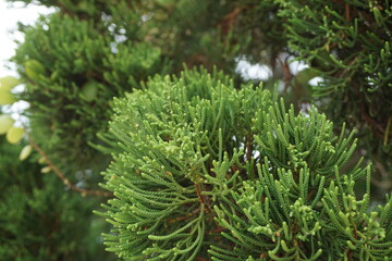 Sheoaks (Casuarinaceae, Allocasuarina) with natural background