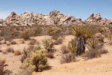 desiccated yucca in the foreground, in the middle of the Mojave desert under a blue sky