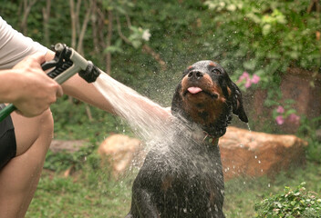 Dog taking a shower outdoor. Summer or dog bath concept.