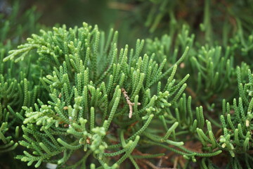 Fototapeta na wymiar Sheoaks (Casuarinaceae, Allocasuarina) with natural background