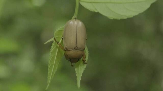 beetle on the flower