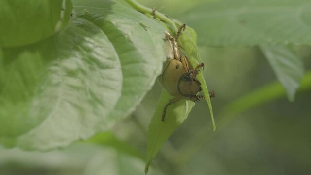 beetle on a leaf