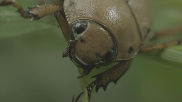 the bug face