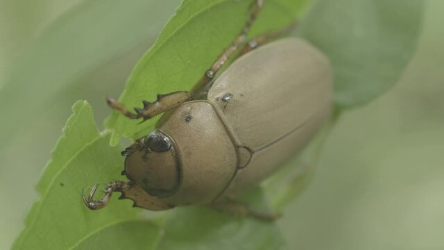 bug on a leaf