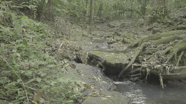 river in the forest