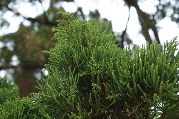 Sheoaks (Casuarinaceae, Allocasuarina) with natural background