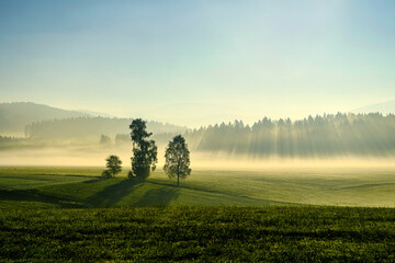 Three trees stand out on the hill in the middle of the meadow. In the morning of the European countryside, the backdrop of pine, fog and sunlight is a clear conceptual picture.