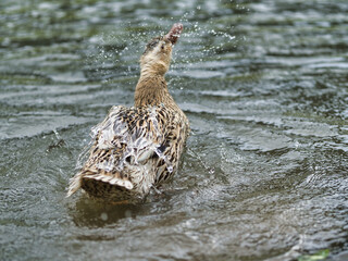 マガモの水浴び
