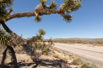 Joshua tree, in the arid Mojave desert, under blue skies and scorching heat