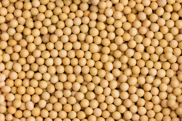 Top view Soybean pattern as for background