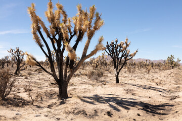 Joshua tree burnt due to a forest fire in the Mojave desert