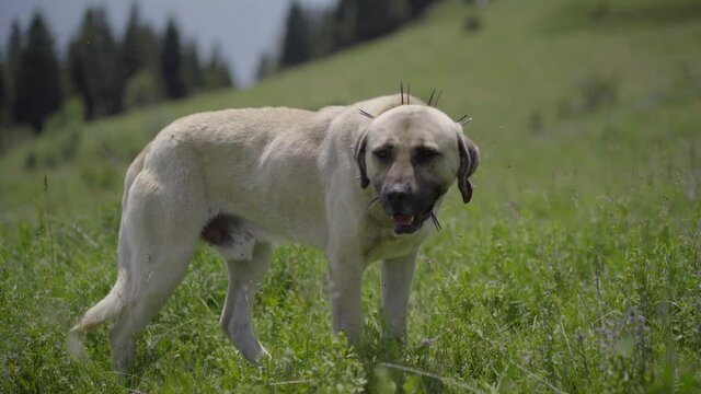 Adult Sivas Kangal Dog Walking on the Mountainn