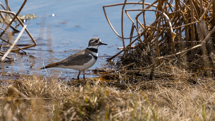 Killdeer plover (Charadrius vociferus) shorebird standing by a lake wildlife background