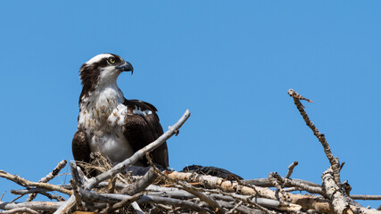 Osprey (Pandion haliaetus) bird perched in a nest background