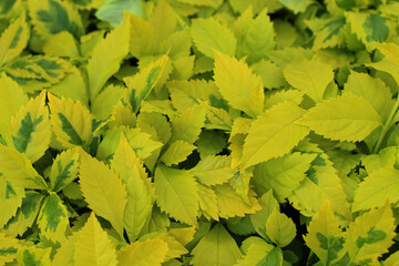 Green leaves at home garden. Tropical concept.