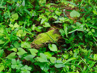 ドクダミに囲まれた朽ち木に生えた苔