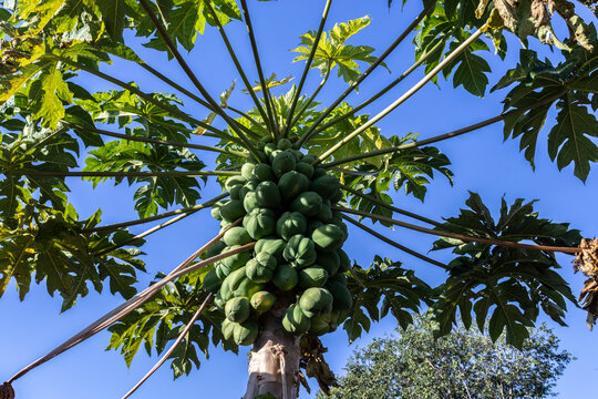 Detail of green papaya tree in Brazil