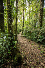 Fototapeta premium path in the tropical forest