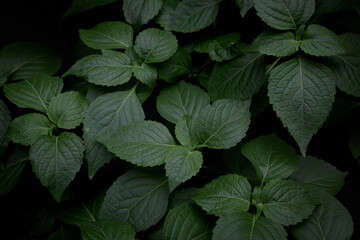Full frame green leaf background