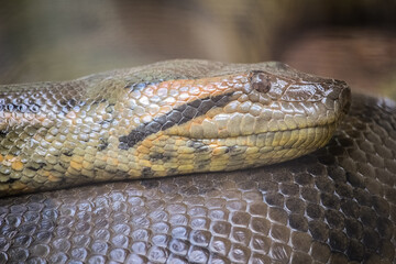 A headshot close-up of Green Anaconda (Eunectes murinus) in zoo enclosure.