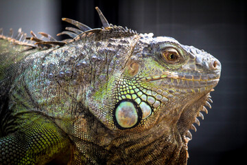 A headshot of Green Iguana (Iguana iguana). 